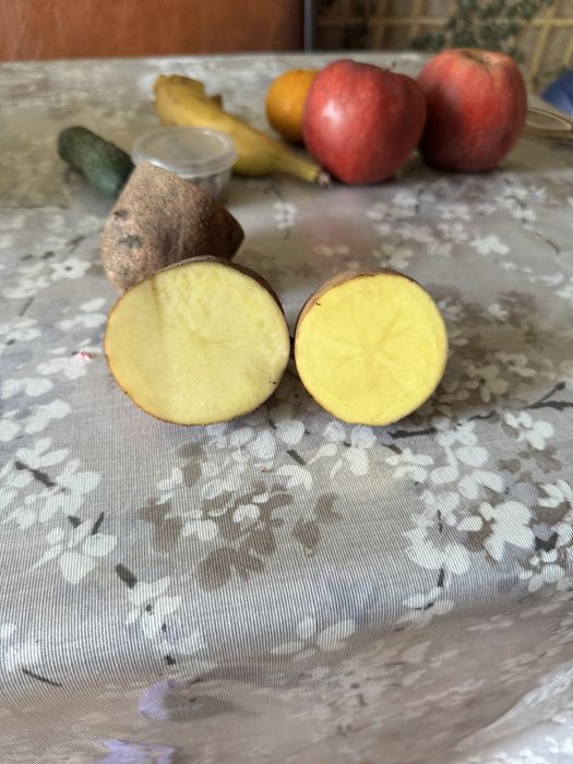 Картошка домашняя