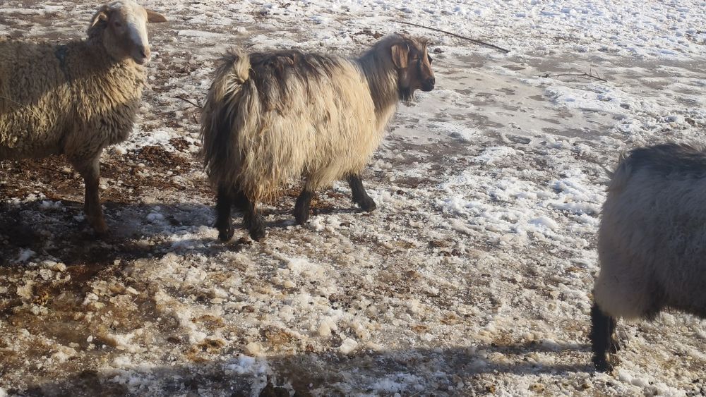 Серкелер сатылады