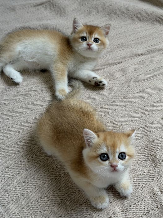 British Shorthair Golden Shaded ny12