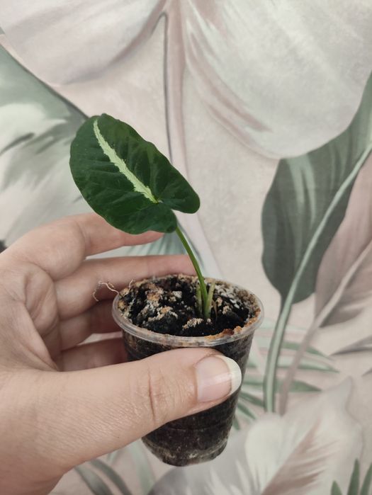 Сортовые сингониумы