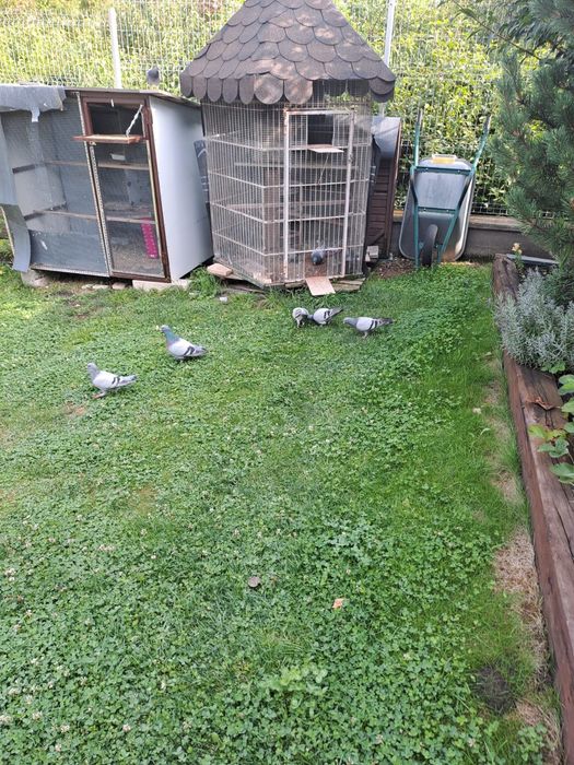 Vand porumbei voiajori, pret 35 lei pe bucata