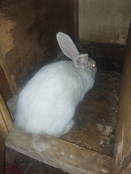 Quyon bolalari sotiladi 7 ta bir yarim oylik yoqimtoy