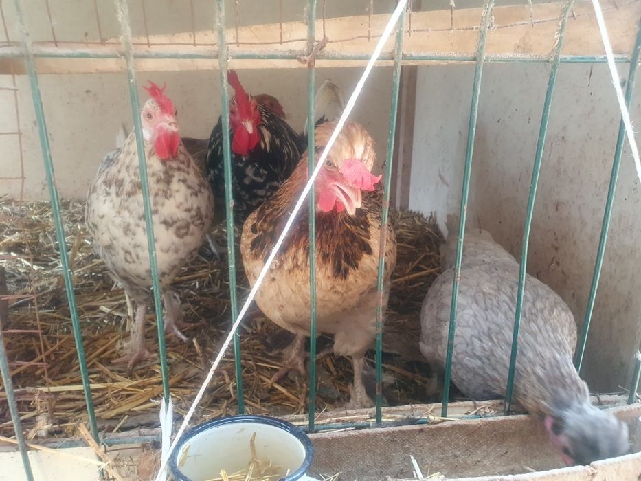 Yapon tovuq xòrozlar sotiladi