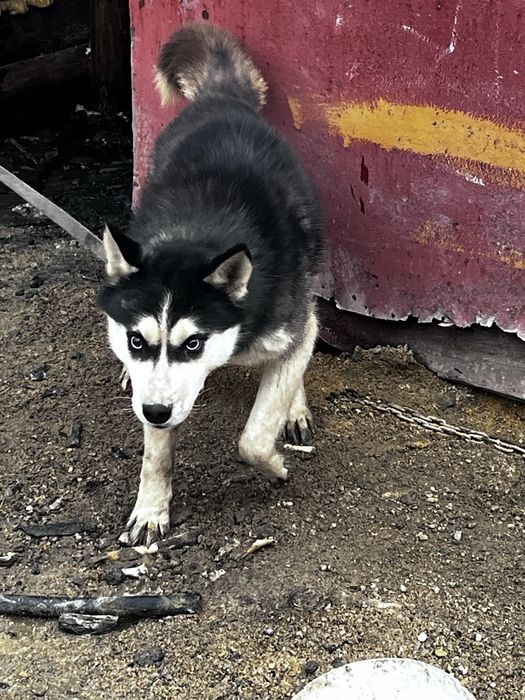 Отдам бесплатно