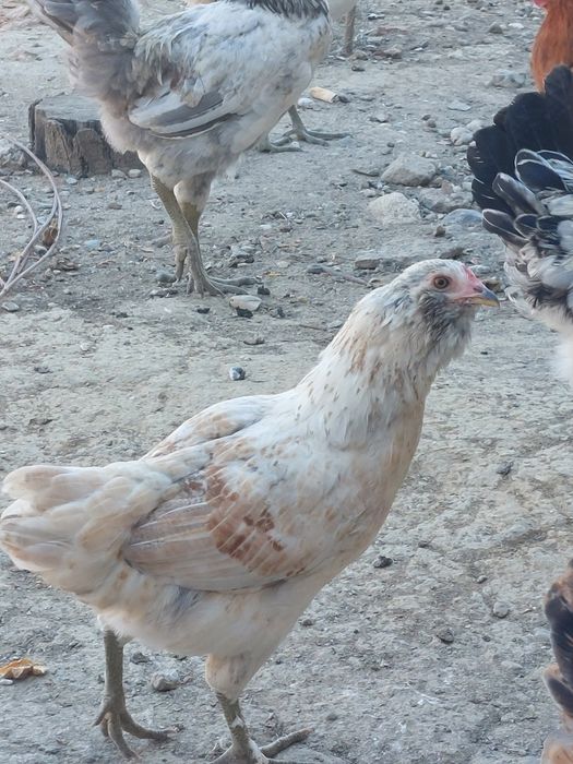 Gaini ameraucana