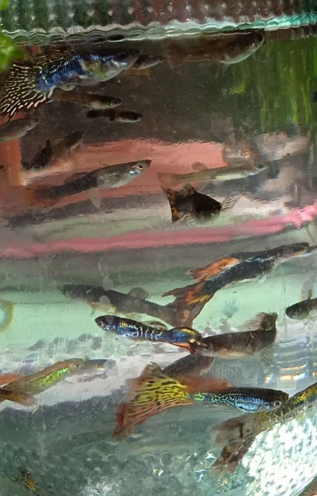 Гуппи ,аквариумные рыбки