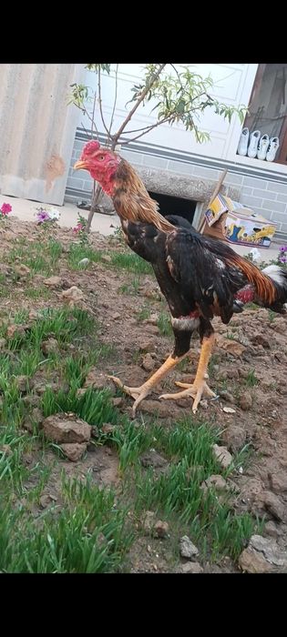 11 ойлик жожа залатиска