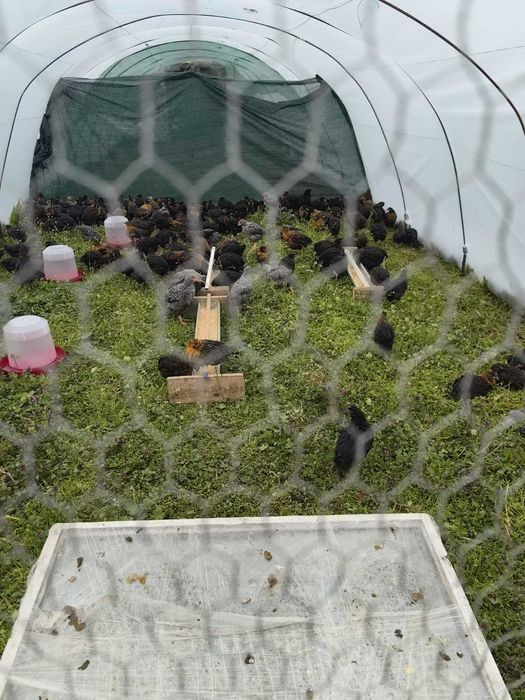 Суперхарко пилета на два месеца