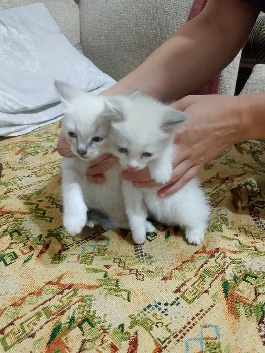 Отдам котят в добрые руки