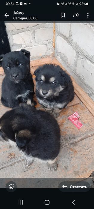 домашние животные