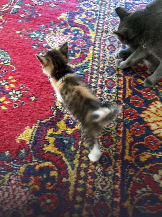 Котик 2 месяца еркек