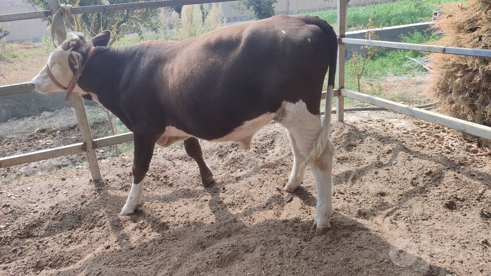 Simmental novvos