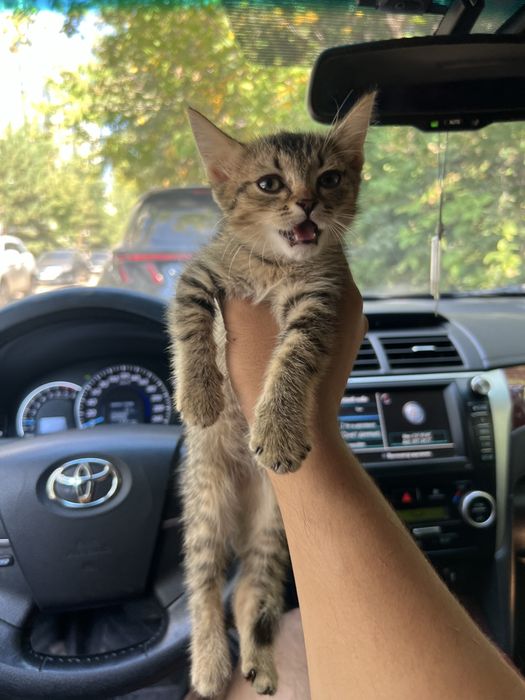 Котенок шотланка