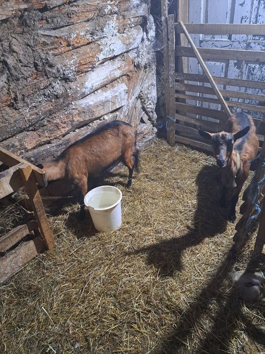 Vând capră alpina franceza