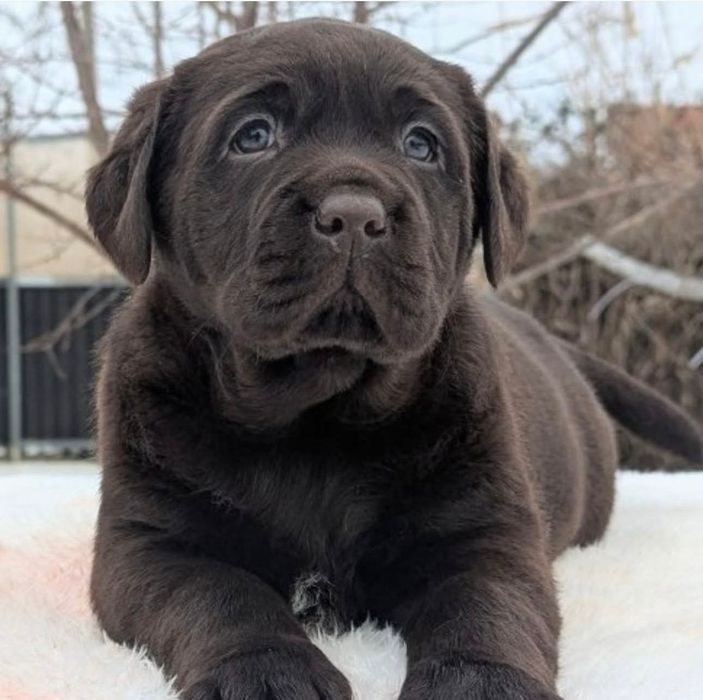 Щеночки Лабрадора