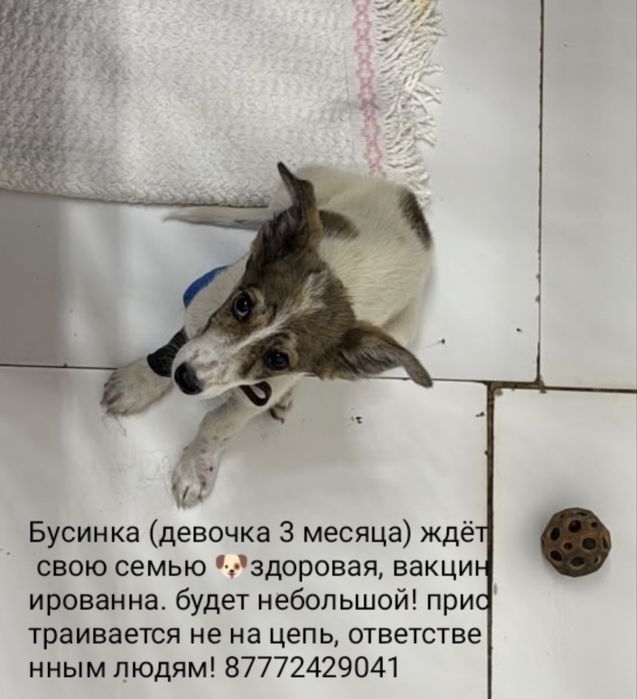 Щенок в добрые руки