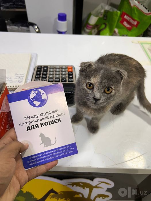 Продам Скотиш фолд
