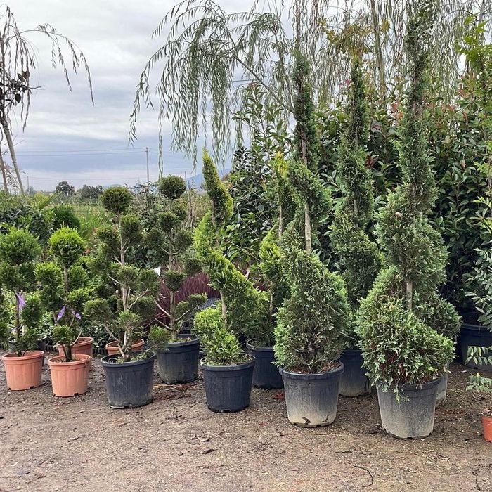 Vând plante ornamentale