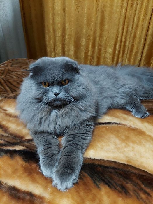 Шотландец на вязку