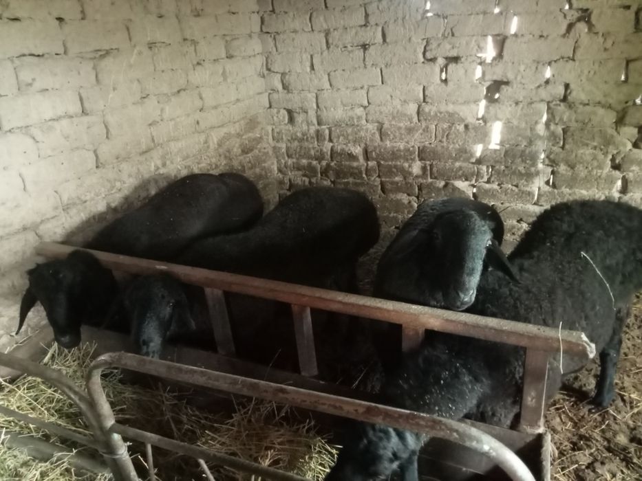 Қошқар   сатылады