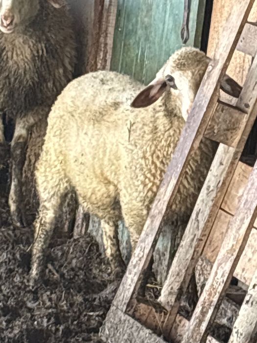 Агнета за Великден и георговден