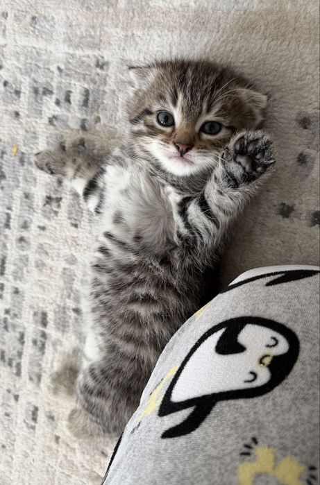 Вислоухие котята Есик