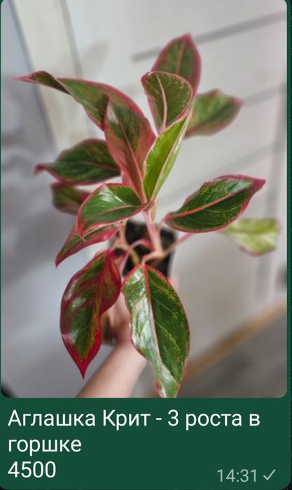 Комнатные цветы разные