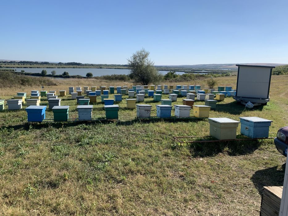 Roiuri de albine cu matci selectionate si imperecheate