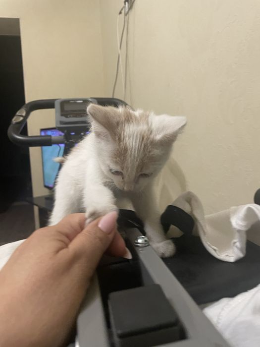 Отдам котенки. Бесплатно!