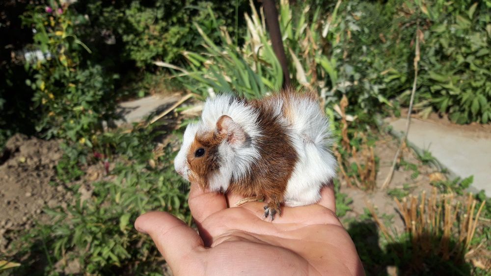 Продаются морские свинки