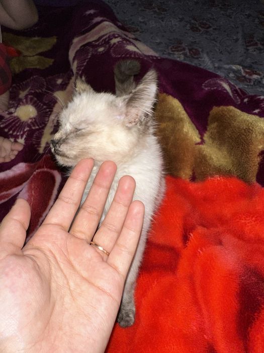 juda mehribon mushuk