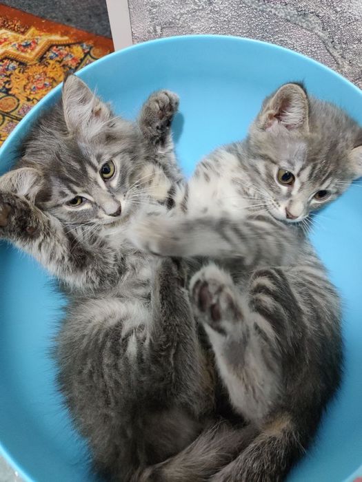 Бесплатно котята