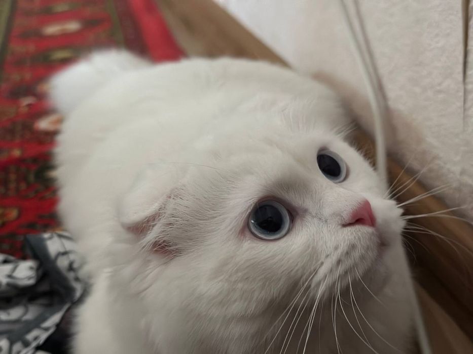 Scottish fold  Juda chiroyli ko'zlari kamyob rangda