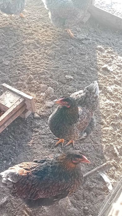 De vanzare gaini wyandotte