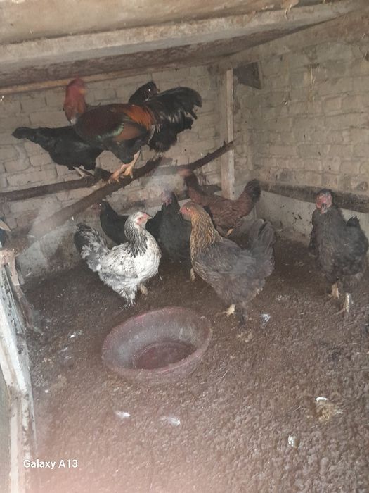 Хонаки кора товуклар