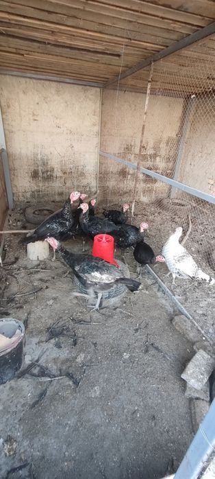 Kurkalar sotiladi 4 vissi