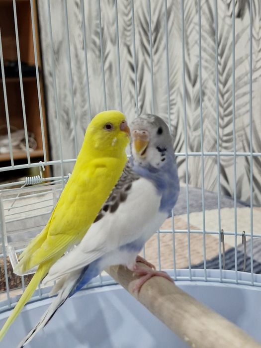 Продам волнистых попугаев