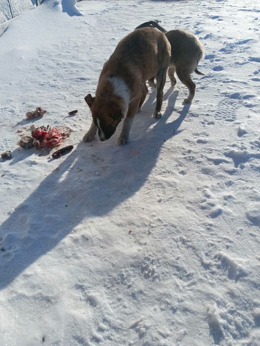 В добрые руки щенки