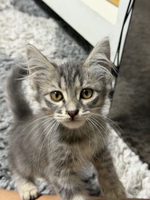 имя астра моя луюбимая кошка