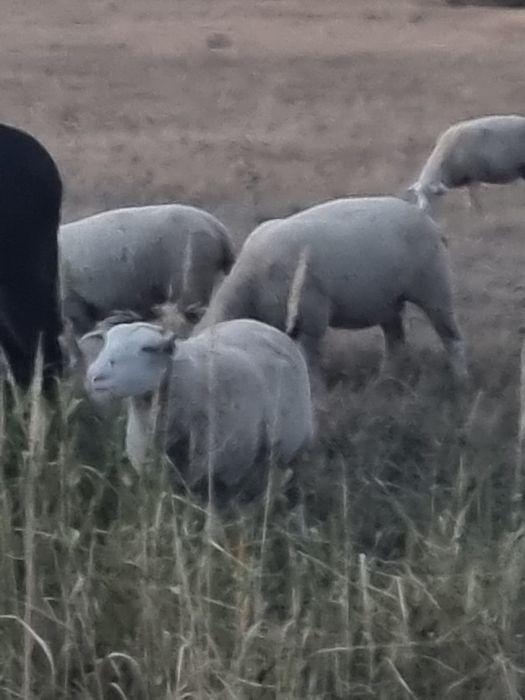 Vând oi ile de france
