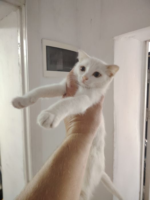 Котята в хорошие руки