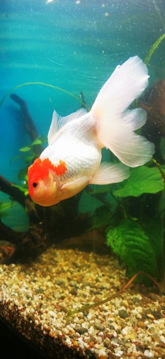 Pești acvariu GOLDFISH