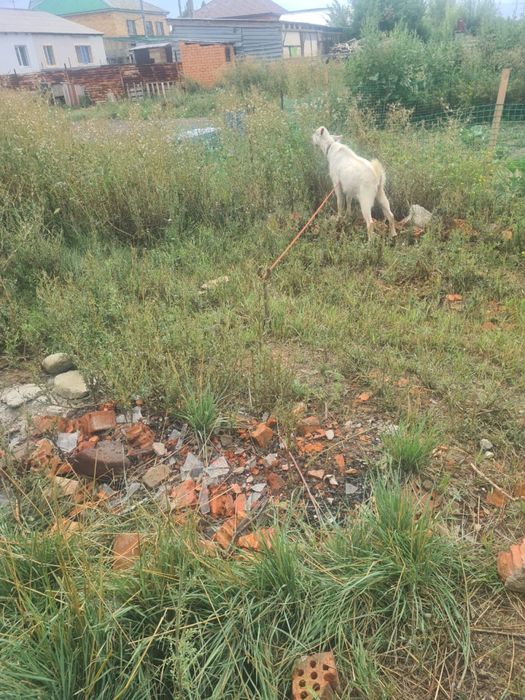 Екі ешкі сатамын семіз 70000