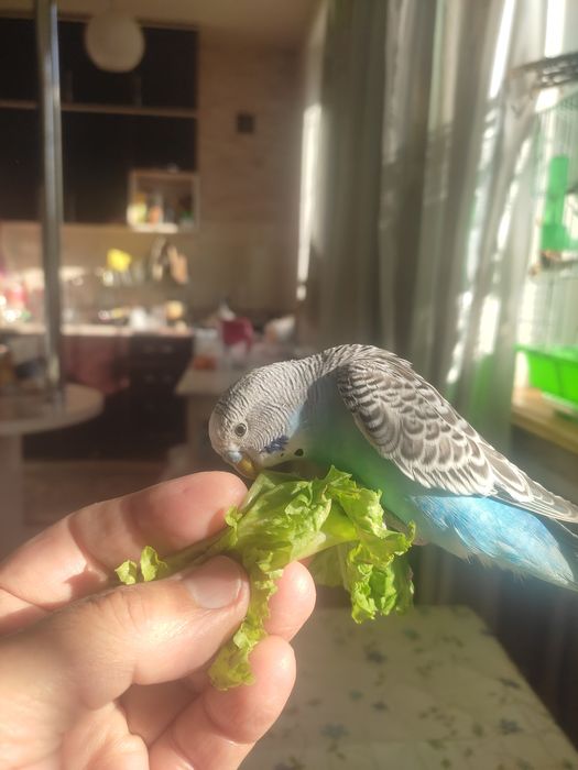 Говорящий ручной волнистик,ТОША!