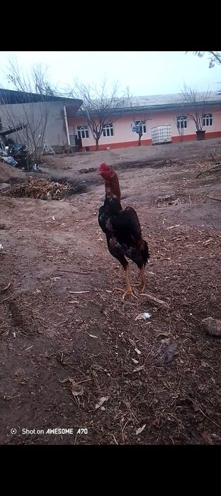 Мартский шөже сатылады