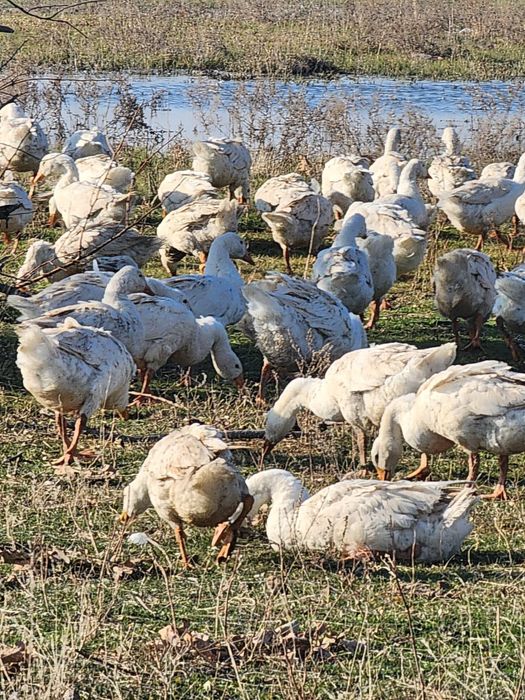 Гуси, индейка  оптом