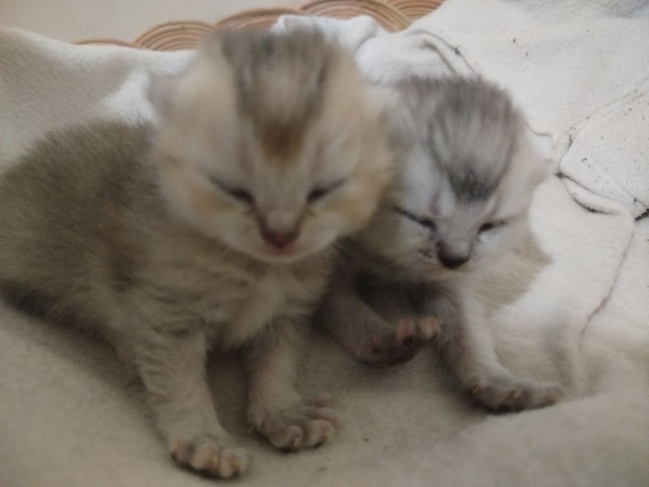 Mushuk bolasi va onasi  otasi foldga chatishgan