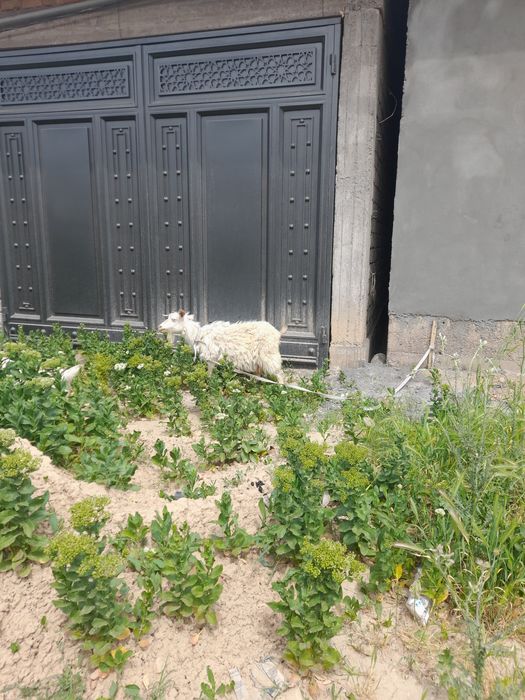 Echki 1ta ona bola. 1ta Ona echki