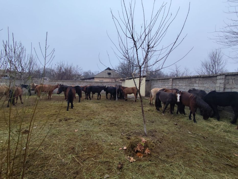 Кунан Баитал бар