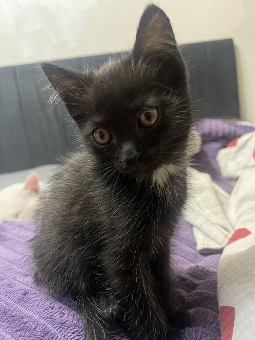 Котенок в добрые руки